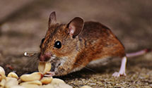24 Hour & Emergency Exterminators in Mabank, TX